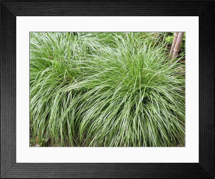 Framed Print : Segge, Carex, ist immergruen und winterhart und somit sorgt sie fuer eine intensive Framed Print : Segge, Carex, ist immergruen und winterhart und somit sorgt sie fuer eine intensive