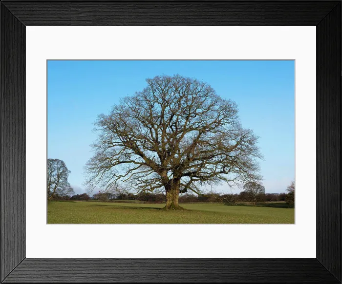 Framed Print : Common Oak (Quercus robur) habit, mature tree in parkland, Chipping, Lancashire, England, winter Framed Print : Common Oak (Quercus robur) habit, mature tree in parkland, Chipping, Lancashire, England, winter