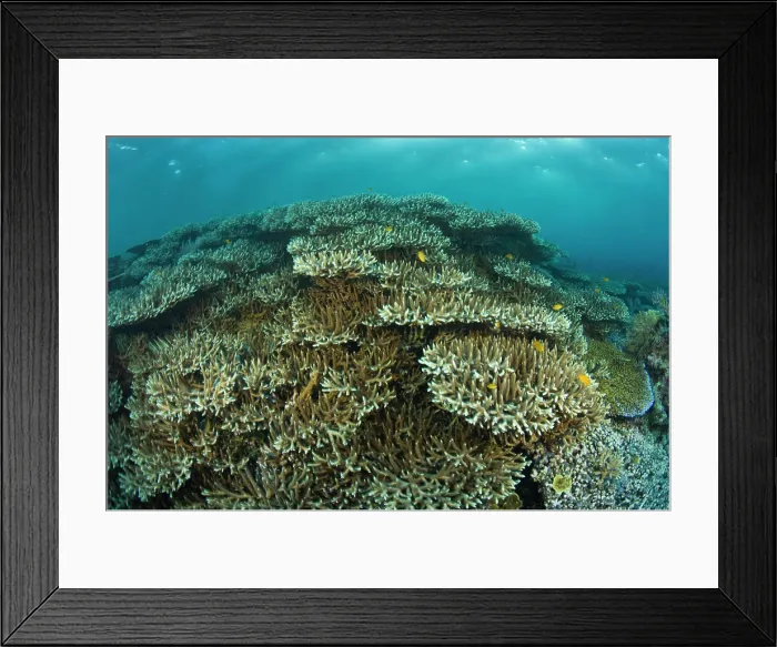 Framed Print : Indonesia, South Sulawesi Province, Wakatobi Archipelago Marine Preserve. Pristine Scuba Diving Framed Print : Indonesia, South Sulawesi Province, Wakatobi Archipelago Marine Preserve. Pristine Scuba Diving