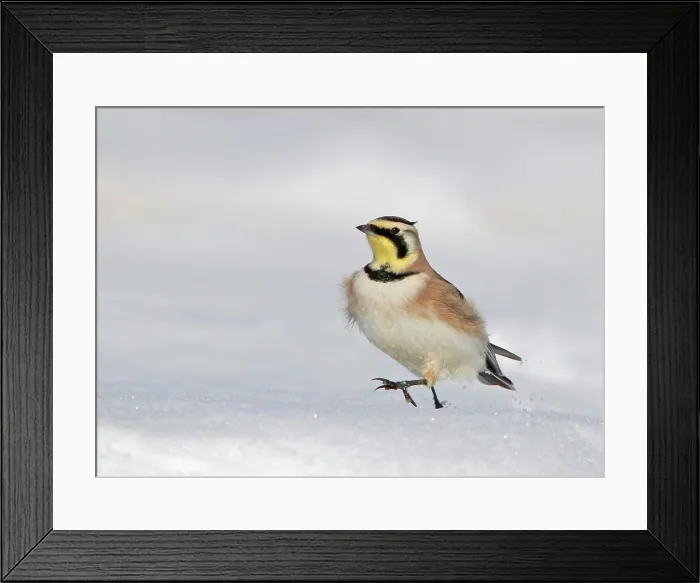 Framed Print : Horned Lark, Eremophila alpestris, on a snow bank in Saskatchewan, Canada Framed Print : Horned Lark, Eremophila alpestris, on a snow bank in Saskatchewan, Canada