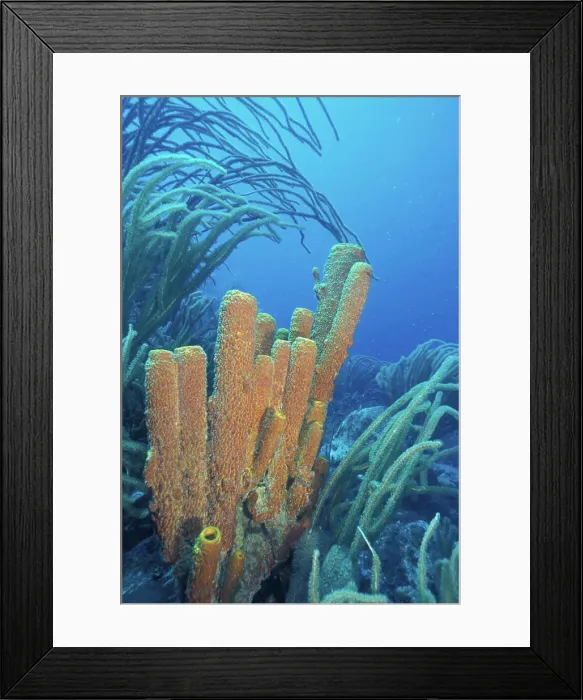 Framed Print : SA, Venezuela, Los Roques, Giant Sea Whips and Tube Sponges