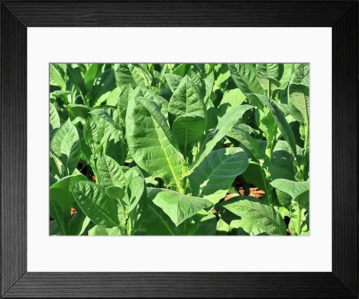 Framed Print : Tobacco plantation, tobacco leaves Framed Print : Tobacco plantation, tobacco leaves