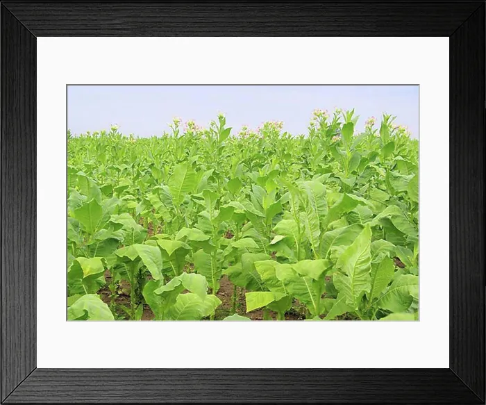 Framed Print : Virginian tobacco, cultivated tobacco Framed Print : Virginian tobacco, cultivated tobacco