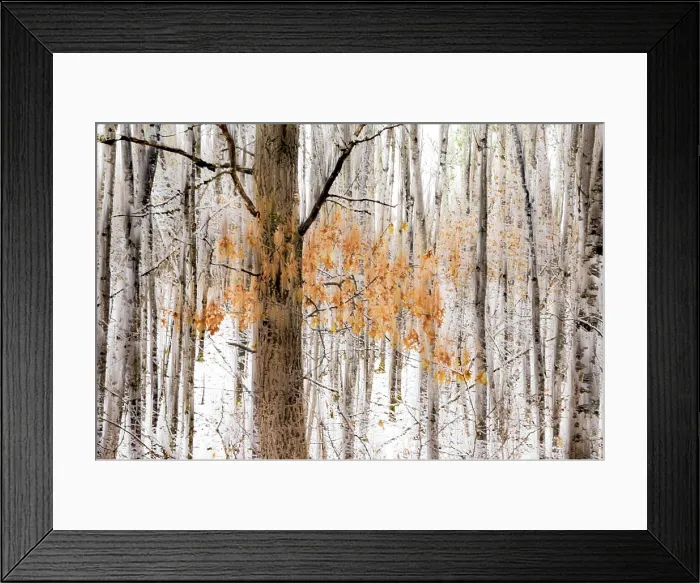 Framed Print : Winter forest scene with snow-covered ground and vibrant orange leaves among bare trees. Ontario, Canada Framed Print : Winter forest scene with snow-covered ground and vibrant orange leaves among bare trees. Ontario, Canada