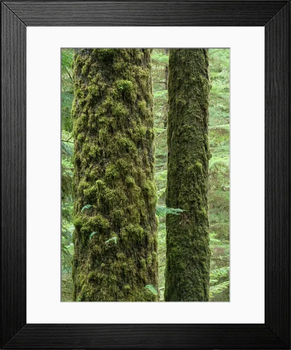 Framed Print : Sitka Spruce (Picea sitchensis) Framed Print : Sitka Spruce (Picea sitchensis)