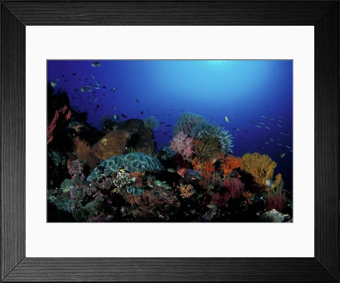 Framed Print : Indonesia, Papua (formerly Irian), Misool, coral reefs Framed Print : Indonesia, Papua (formerly Irian), Misool, coral reefs
