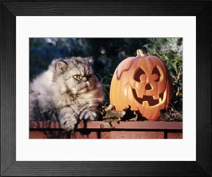 Framed Print : Himalayan Persian cat sitting near a jack o lantern on a table