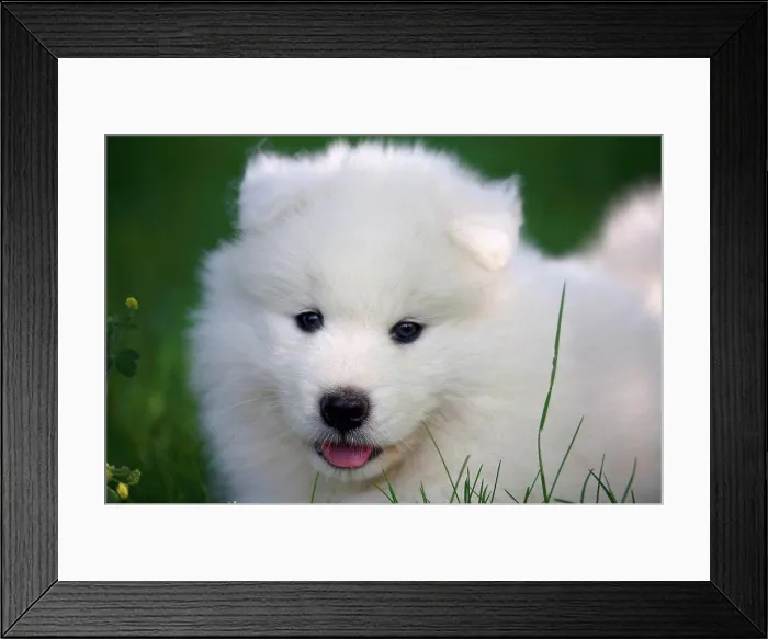 Framed Print : Portrait of a Pup Samoyèdes in a garden Framed Print : Portrait of a Pup Samoyèdes in a garden
