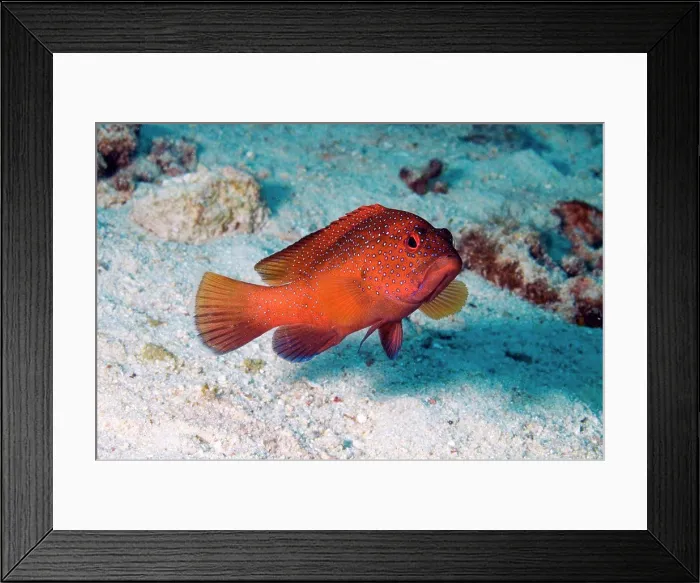 Framed Print : Coney, red variation. Cephalopholis fulva; also known as Ephinepelus fulva. Curacao, Netherlands Antilles Framed Print : Coney, red variation. Cephalopholis fulva; also known as Ephinepelus fulva. Curacao, Netherlands Antilles