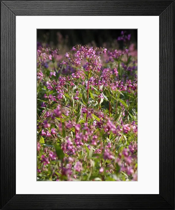 Framed Print : Drazing or Indian jumping herb of throat or Indian jumping cabbage copyright: xzoonar.com / martinaxbergx 8156243 Framed Print : Drazing or Indian jumping herb of throat or Indian jumping cabbage copyright: xzoonar.com / martinaxbergx 8156243
