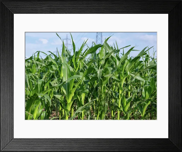 Framed Print : Lush green cornfield with tall stalks