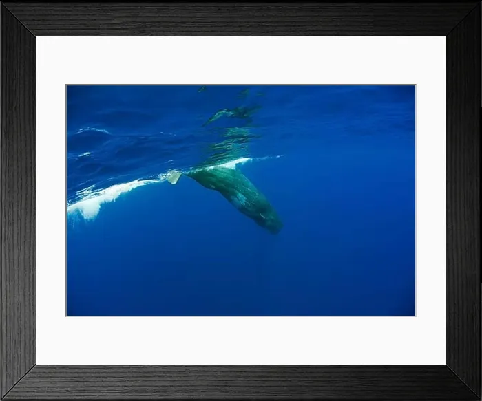 Framed Print : Sperm whale, Physeter catodon, Azores, Atlantic Ocean, Portugal, Europe