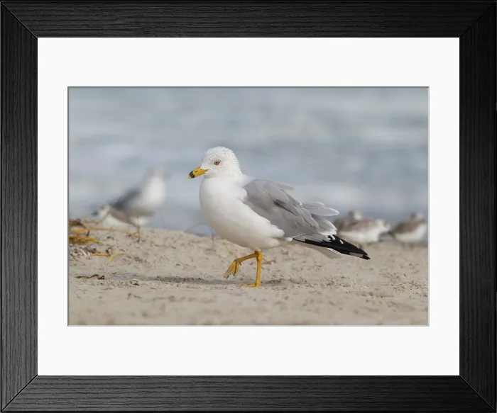 Framed Print : Ring-billed Gull (Larus delawarensis) searching for food Framed Print : Ring-billed Gull (Larus delawarensis) searching for food