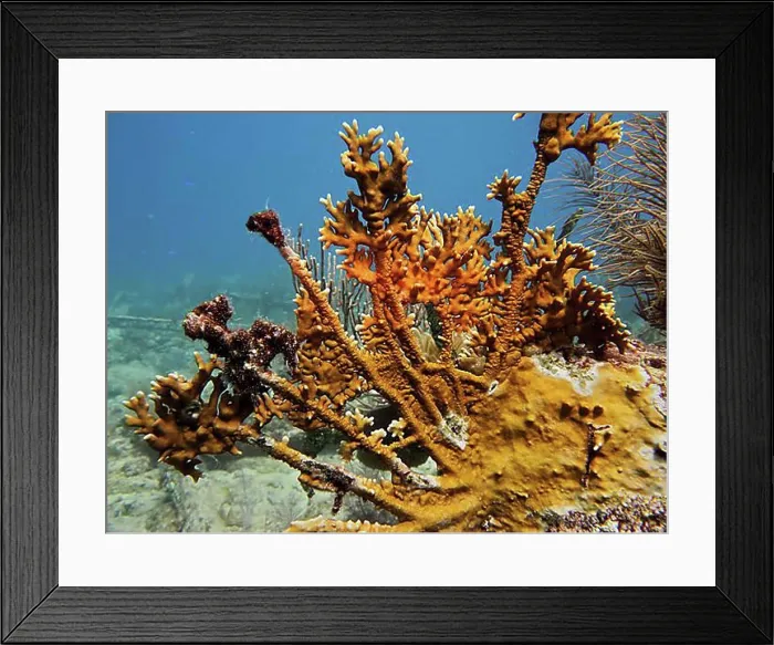 Framed Print : Elk antler fire coral (Millepora alcicornis) Framed Print : Elk antler fire coral (Millepora alcicornis)