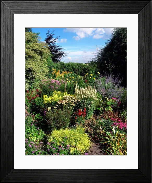 Framed Print : Primrose Hill, Lucan, Co Dublin, Ireland, Herbaceous border Framed Print : Primrose Hill, Lucan, Co Dublin, Ireland, Herbaceous border