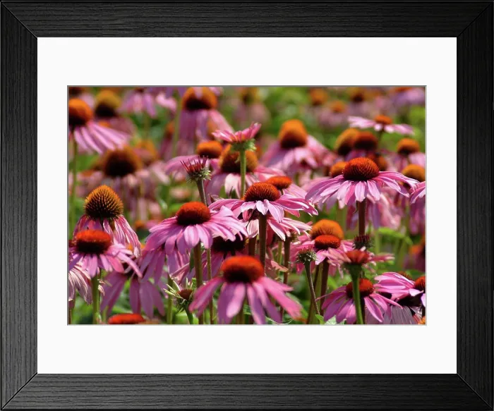 Framed Print : Purple coneflower (Echinacea) Framed Print : Purple coneflower (Echinacea)