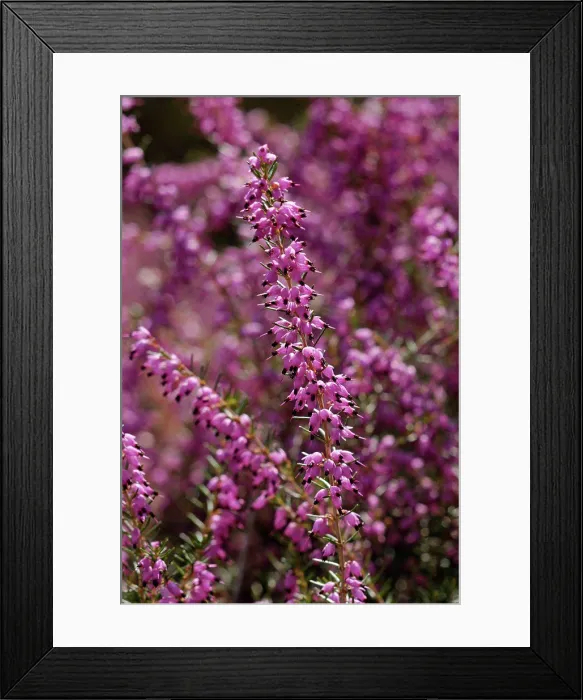 Framed Print : Flowers Heather Arthur Johnson Paris France Framed Print : Flowers Heather Arthur Johnson Paris France