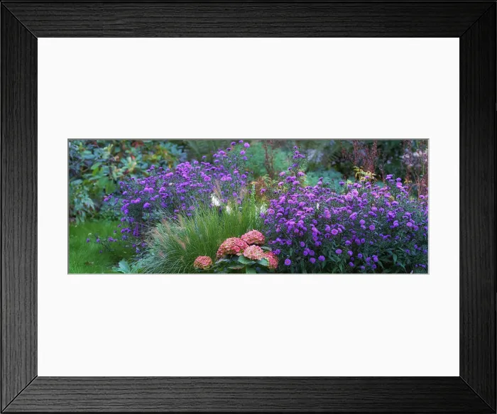 Framed Print : Landscape of aster flowers growing in botanical garden in summer Framed Print : Landscape of aster flowers growing in botanical garden in summer