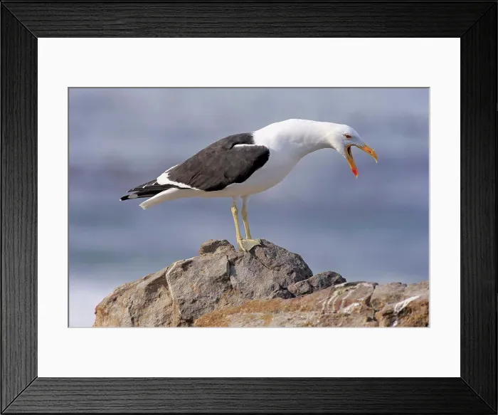 Framed Print : Cape Gull (Larus dominicanus vetula) adult Framed Print : Cape Gull (Larus dominicanus vetula) adult
