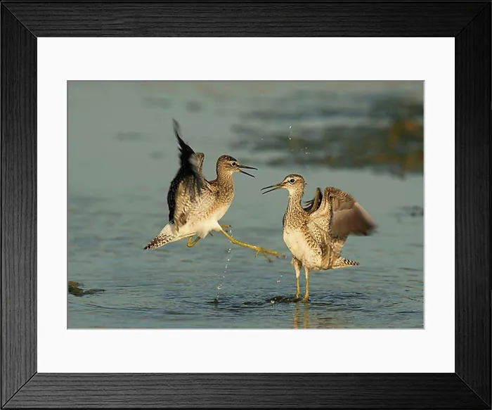 Framed Print : Wood sandpiper (Tringa glareola), Lesvos, Greece, Europe