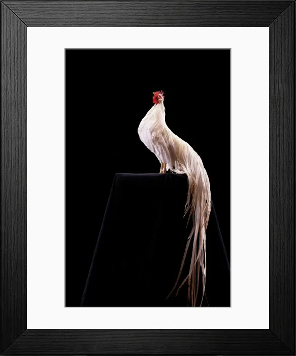 Framed Print : Rooster 'Onagadori Hakuro'