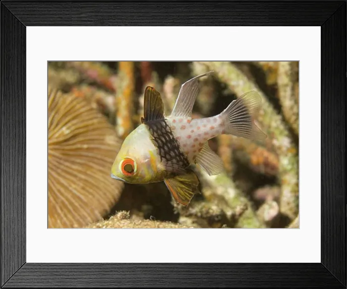 Framed Print : Pajama Cardinalfish Sphaeramia nematoptera Lembeh Straits Indonesia Framed Print : Pajama Cardinalfish Sphaeramia nematoptera Lembeh Straits Indonesia