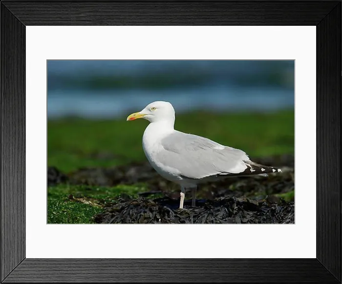 Framed Print : European herring gull (Larus argentatus), Normandy, France, Europe Framed Print : European herring gull (Larus argentatus), Normandy, France, Europe