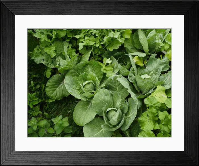 Framed Print : Green cabbage heads with dew drops Green cabbage heads with dew drops top view Copyright: xZoonar.com / mrivsergx 19840700