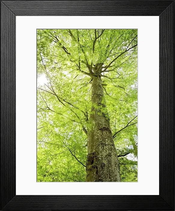 Framed Print : Beech tree in spring with moving leaves