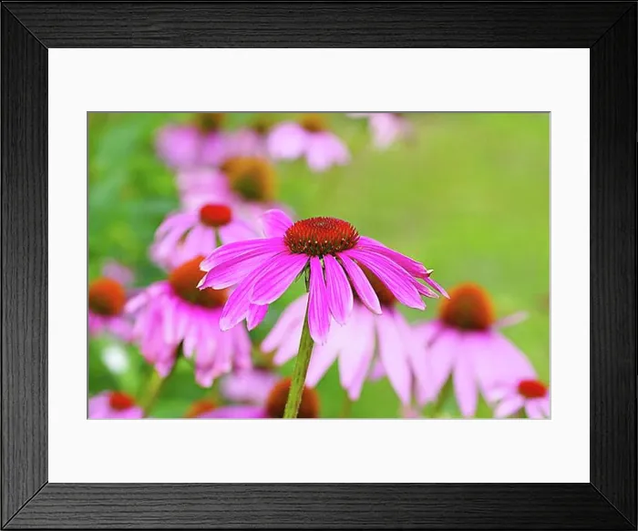 Framed Print : Purple coneflower, a beautiful summer flower, Echinacea purpurea, Purple coneflower, nice pink summer flower Framed Print : Purple coneflower, a beautiful summer flower, Echinacea purpurea, Purple coneflower, nice pink summer flower