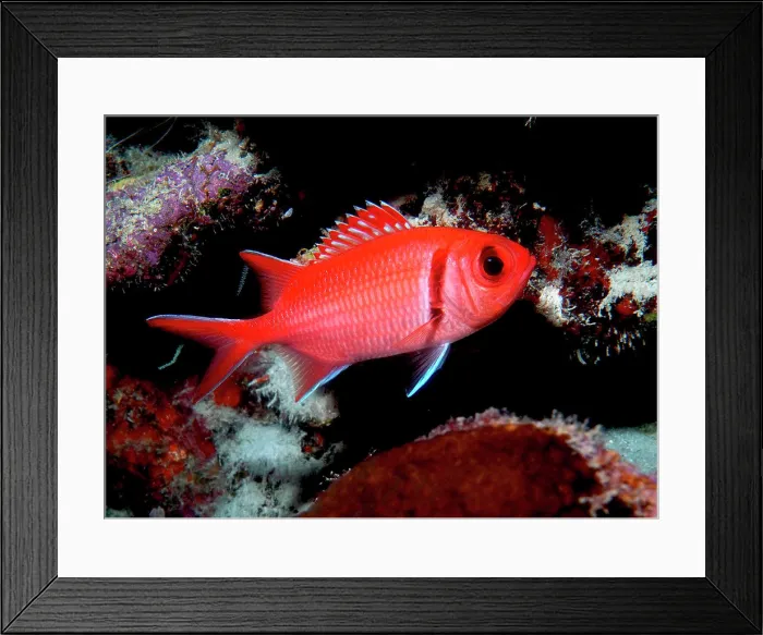 Framed Print : Blackbar soldierfish (Myripristis jacobus) in reef, Bonaire Framed Print : Blackbar soldierfish (Myripristis jacobus) in reef, Bonaire