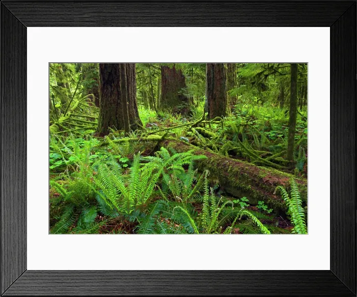 Framed Print : Coastal rain forest, Cathedral Grove or McMillan Provincial Park, British Columbia, Canada Framed Print : Coastal rain forest, Cathedral Grove or McMillan Provincial Park, British Columbia, Canada
