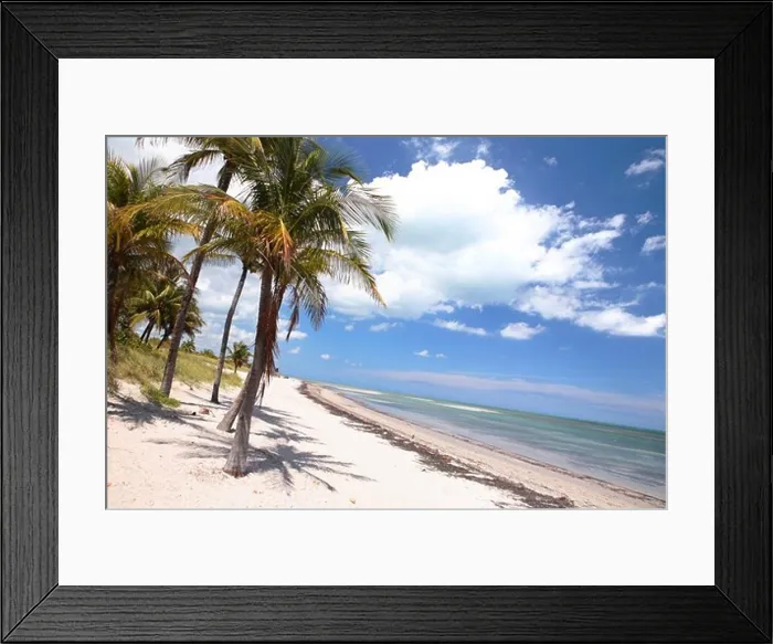 Framed Print : Palm trees at the beach under blue sky, Crandon Park, Key Biscayne, Miami, Florida, USA