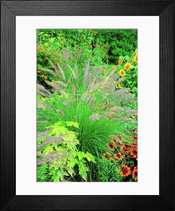 Framed Print : Crimson fountaingrass in a garden Framed Print : Crimson fountaingrass in a garden
