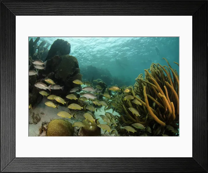 Framed Print : Mahogany Snapper (Lutjanus mahogany) and Blue striped grunt (Haemulon Sciurus)