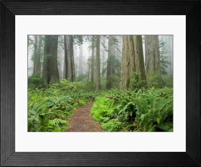 Framed Print : Ladybird Johnson Grove of Coast Redwood Trees, Redwood National Park, California Framed Print : Ladybird Johnson Grove of Coast Redwood Trees, Redwood National Park, California
