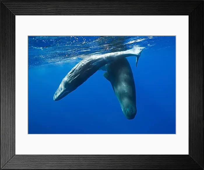 Framed Print : Socialising sperm whales, Physeter macrocephalus, Caribbean, Dominica, Central America Framed Print : Socialising sperm whales, Physeter macrocephalus, Caribbean, Dominica, Central America