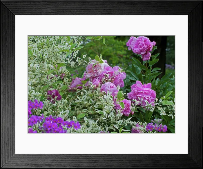 Framed Print : Primroses and peonies in bloom in a garden Framed Print : Primroses and peonies in bloom in a garden