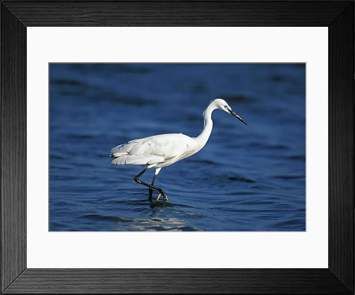 Framed Print : Intermediate Egret (egretta garzetta), Adult standing in Water, Namibia, Africa