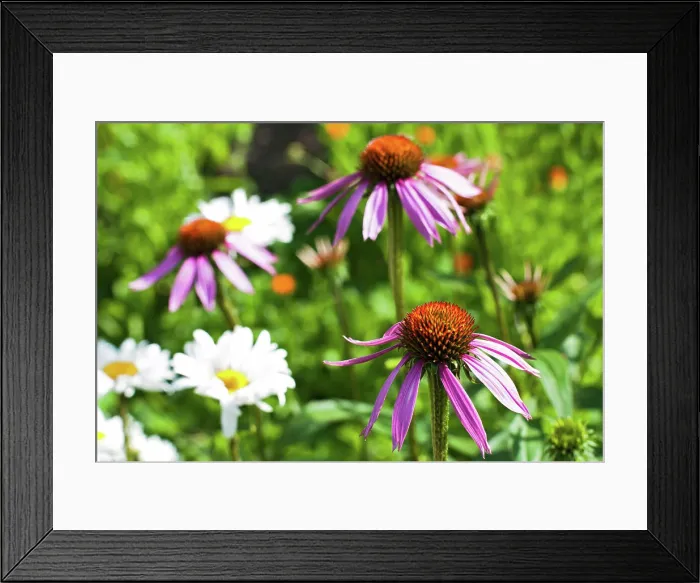 Framed Print : echinacea flowers echinacea flowers among calendula and hamomilla at medicine plant field Copyright: xZoonar Framed Print : echinacea flowers echinacea flowers among calendula and hamomilla at medicine plant field Copyright: xZoonar
