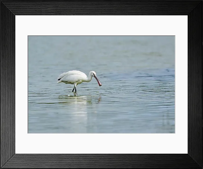 Framed Print : Eurasian spoonbill (Platalea leucorodia) walking in the water, Camargue, France, Europe Framed Print : Eurasian spoonbill (Platalea leucorodia) walking in the water, Camargue, France, Europe