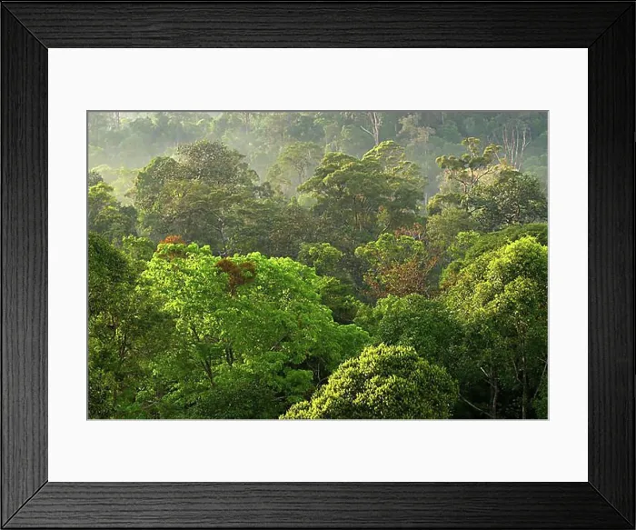 Framed Print : Treetops, Rainforest, Bukit Bankirai, Kalimantan, Borneo, Indonesia, Asia Framed Print : Treetops, Rainforest, Bukit Bankirai, Kalimantan, Borneo, Indonesia, Asia