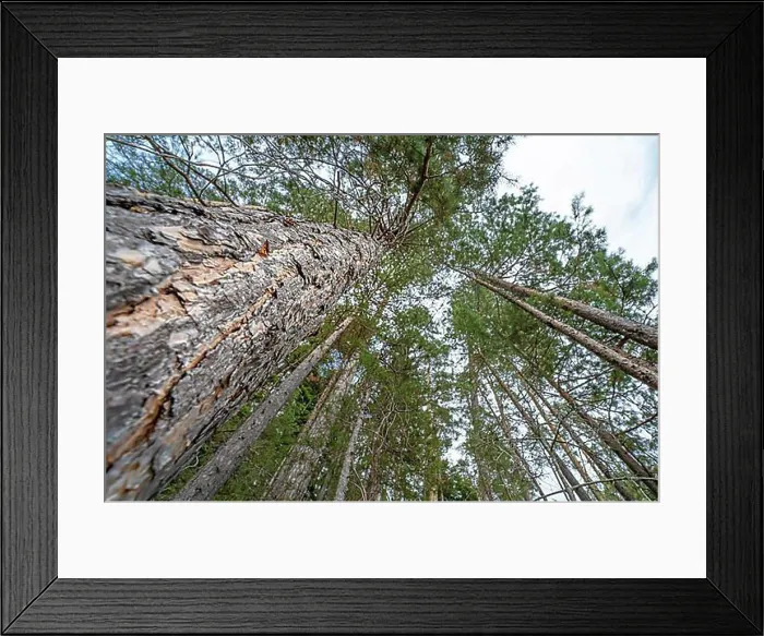 Framed Print : View upwards Duck pine in the forest, Bad Wildbad, Black Forest, Germany, Europe Framed Print : View upwards Duck pine in the forest, Bad Wildbad, Black Forest, Germany, Europe
