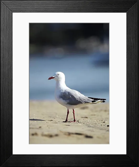 Framed Print : Silver gull (Larus novaehollandiae) on the beach of the Clyde River in Batemans Bay, Australia, Oceania Framed Print : Silver gull (Larus novaehollandiae) on the beach of the Clyde River in Batemans Bay, Australia, Oceania
