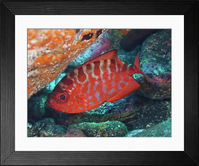 Framed Print : Bigeye glasseye snapper (Heteropriacanthus cruentatus)