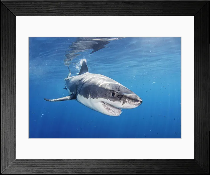 Framed Print : Mexico, Guadalupe Island, Great white shark in sea Framed Print : Mexico, Guadalupe Island, Great white shark in sea