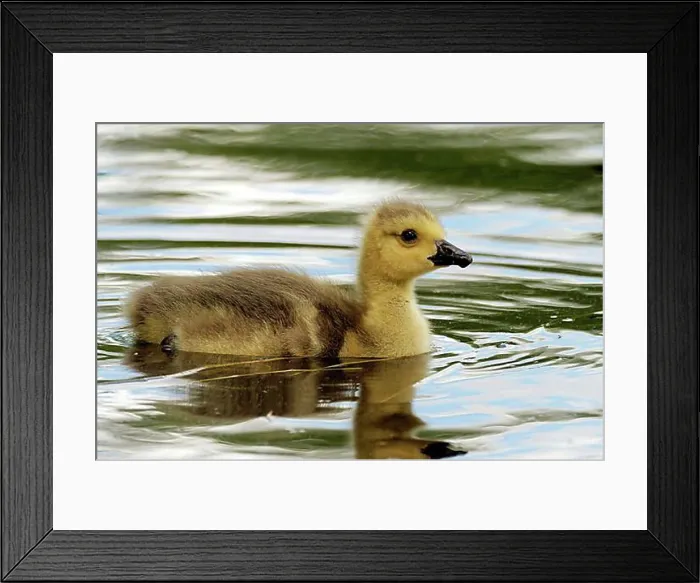 Framed Print : Kandagans chicks on the pond Framed Print : Kandagans chicks on the pond