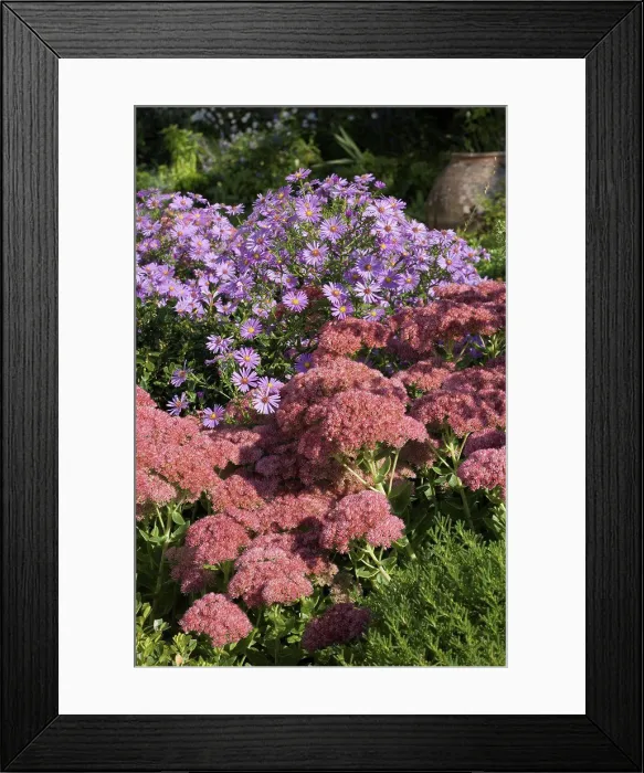Framed Print : Stonecrop Brillant and aster Lilac Time in a garden