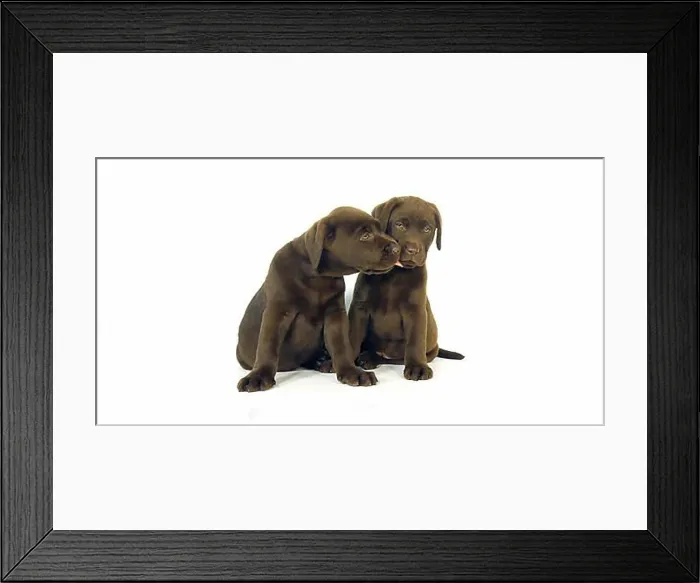Framed Print : Brown Labrador Retriever, Puppies on White Background, Normandy
