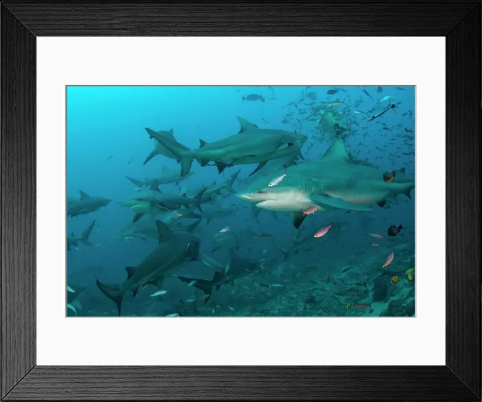 Framed Print : Bull Shark (Carcharhinus leucas), Commercial shark feeding, Benga Lagoon, Viti Levu, Fiji